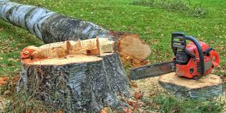 How Our Tree Care Process Works  in  Manito, IL