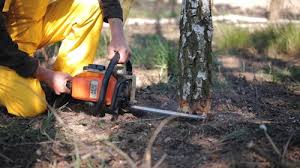 Best Lawn Dethatching  in Manito, IL