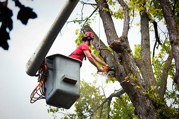Best Stump Grinding and Removal  in Manito, IL