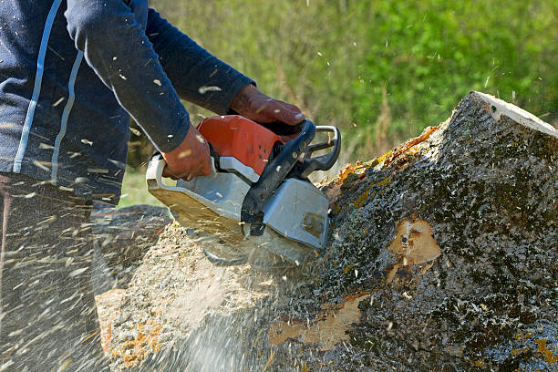 Best Aeration Services  in Manito, IL