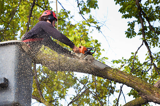 Best Lawn Grading and Leveling  in Manito, IL